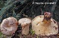 Clitopaxillus alexandri-amf456
